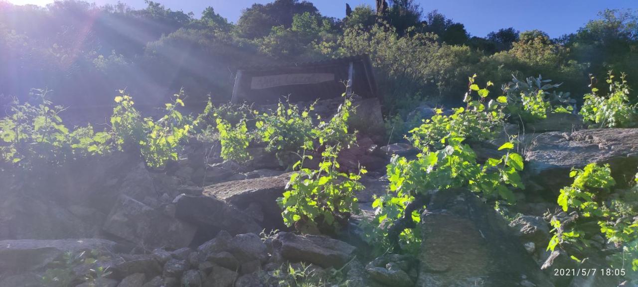 הוילה Sober Vina Cazoga מראה חיצוני תמונה